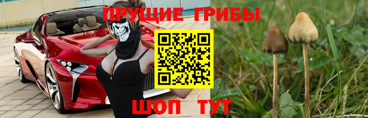 Галлюциногенные грибы прущие грибы  Галлюциногенные грибы прущие грибы  Аргун 